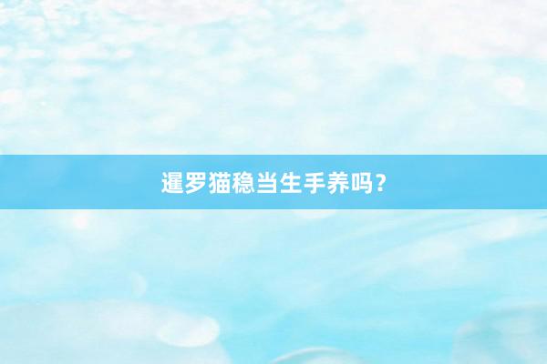 暹罗猫稳当生手养吗？